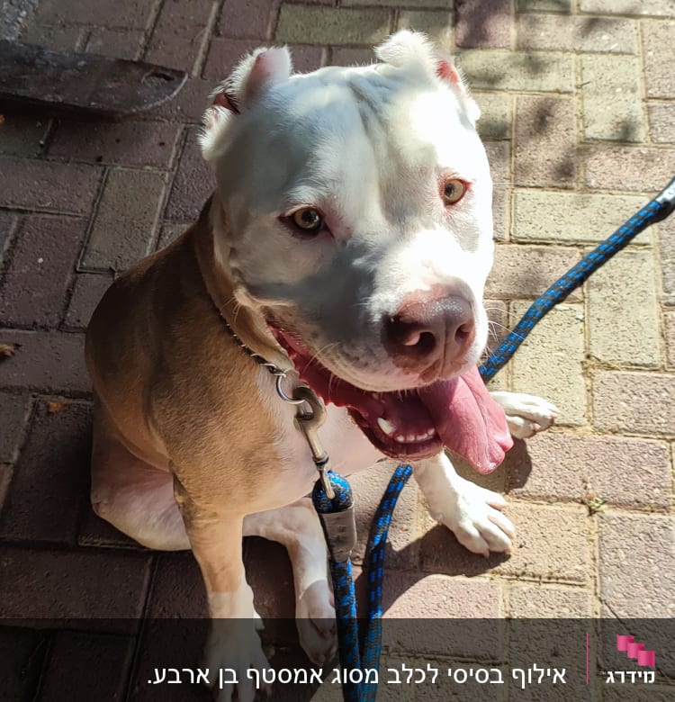 כלב עם רצועה כחולה יושב על מדרכה